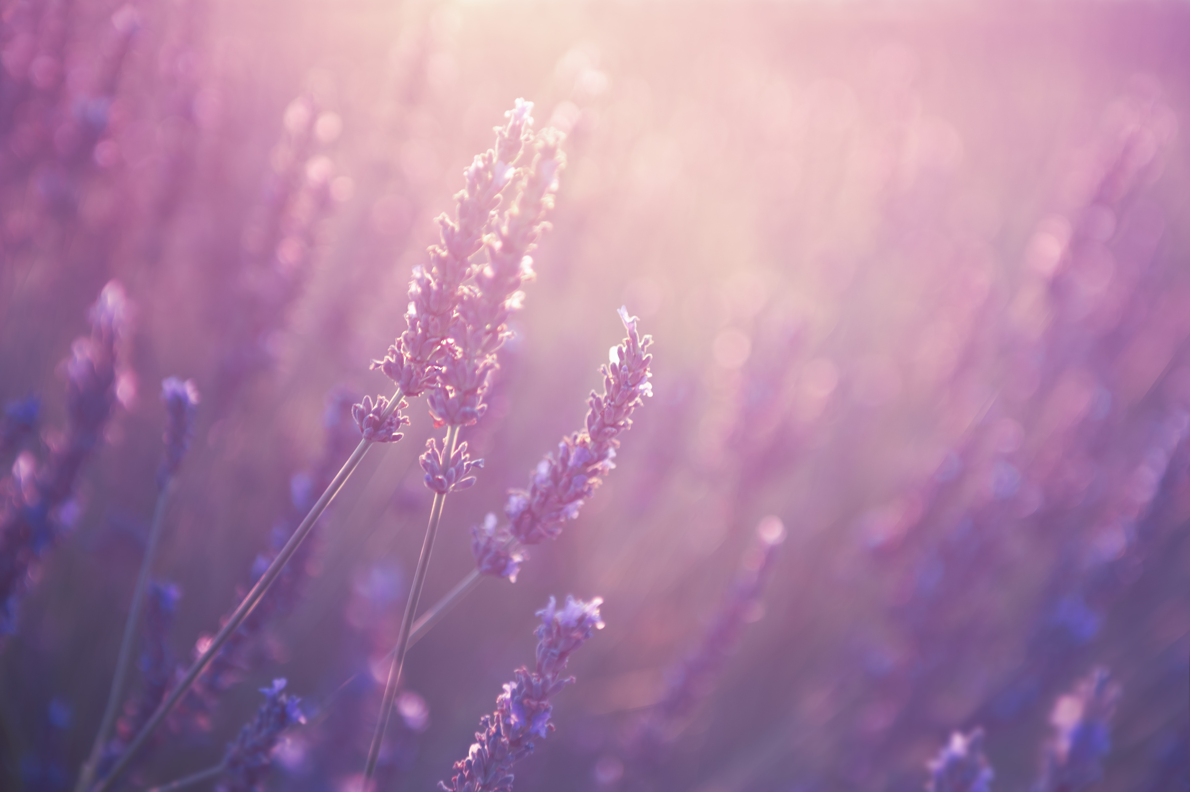 lavender.jpg