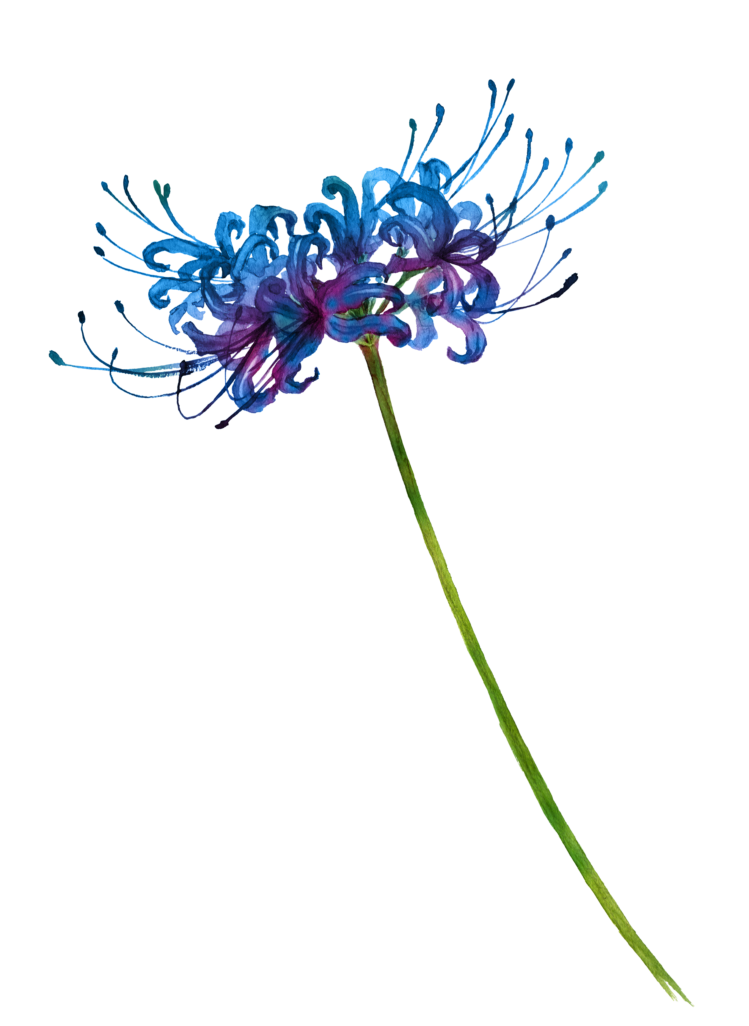 Spider Lily.jpg